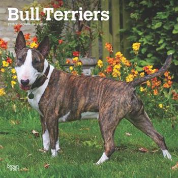 Bull Terriers 2025 12 X 24 Inch Monthly Square Wall Calendar Plastic-Free Bull Terriers 2025 12 X 24 Inch Monthly Square Wall Calendar Plastic-Free