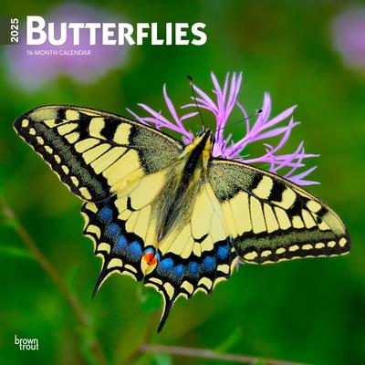 Butterflies 2025 12 X 24 Inch Monthly Square Wall Calendar Plastic-Free Butterflies 2025 12 X 24 Inch Monthly Square Wall Calendar Plastic-Free