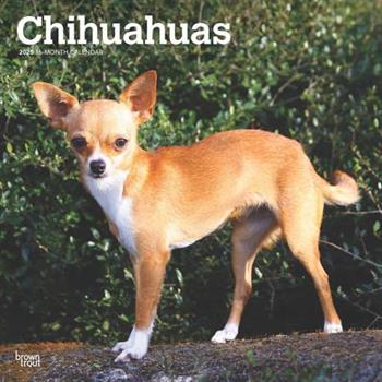 Chihuahuas 2025 12 X 24 Inch Monthly Square Wall Calendar Plastic-Free Chihuahuas 2025 12 X 24 Inch Monthly Square Wall Calendar Plastic-Free