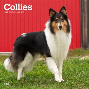 Collies 2025 12 X 24 Inch Monthly Square Wall Calendar Plastic-Free Collies 2025 12 X 24 Inch Monthly Square Wall Calendar Plastic-Free