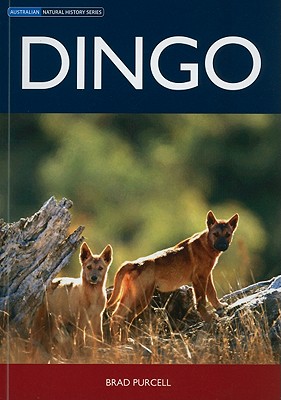 Dingo