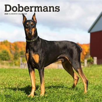 Dobermans 2025 12 X 24 Inch Monthly Square Wall Calendar Plastic-Free Dobermans 2025 12 X 24 Inch Monthly Square Wall Calendar Plastic-Free