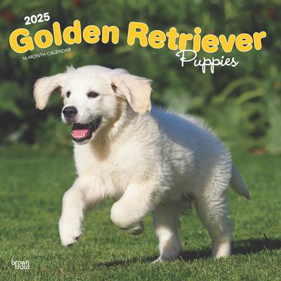 Golden Retriever Puppies 2025 12 X 24 Inch Monthly Square Wall Calendar Plastic-Free Golden Retriever Puppies 2025 12 X 24 Inch Monthly Square Wall Calendar Plastic-Free