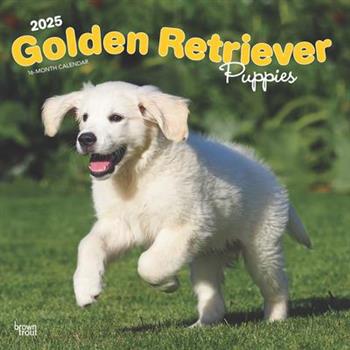 Golden Retriever Puppies 2025 12 X 24 Inch Monthly Square Wall Calendar Plastic-Free Golden Retriever Puppies 2025 12 X 24 Inch Monthly Square Wall Calendar Plastic-Free