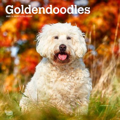 Goldendoodles 2025 12 X 24 Inch Monthly Square Wall Calendar Plastic-Free Goldendoodles 2025 12 X 24 Inch Monthly Square Wall Calendar Plastic-Free
