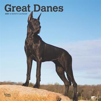 Great Danes 2025 12 X 24 Inch Monthly Square Wall Calendar Plastic-Free Great Danes 2025 12 X 24 Inch Monthly Square Wall Calendar Plastic-Free