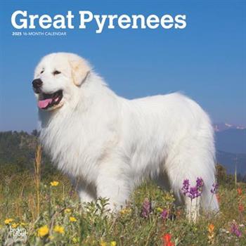 Great Pyrenees 2025 12 X 24 Inch Monthly Square Wall Calendar Plastic-Free Great Pyrenees 2025 12 X 24 Inch Monthly Square Wall Calendar Plastic-Free