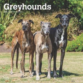 Greyhounds 2025 12 X 24 Inch Monthly Square Wall Calendar Plastic-Free Greyhounds 2025 12 X 24 Inch Monthly Square Wall Calendar Plastic-Free