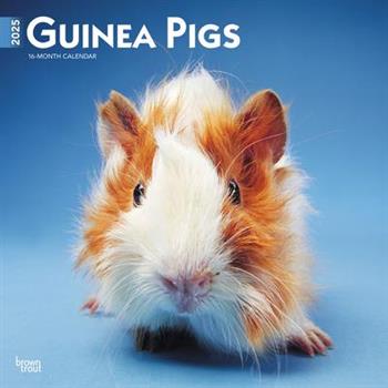 Guinea Pigs 2025 12 X 24 Inch Monthly Square Wall Calendar Plastic-Free Guinea Pigs 2025 12 X 24 Inch Monthly Square Wall Calendar Plastic-Free
