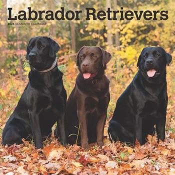 Labrador Retrievers 2025 12 X 24 Inch Monthly Square Wall Calendar Plastic-Free Labrador Retrievers 2025 12 X 24 Inch Monthly Square Wall Calendar Plastic-Free