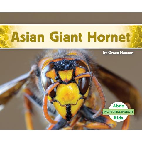 Asian Giant Hornet