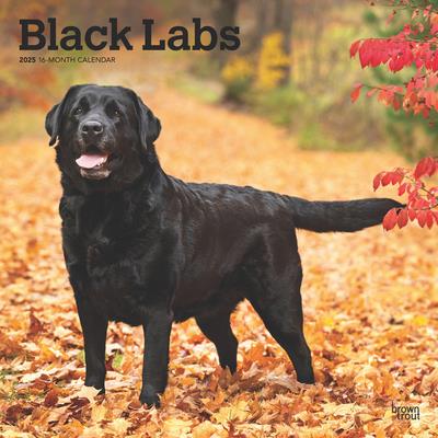 Black Labrador Retrievers 2025 12 X 24 Inch Monthly Square Wall Calendar Plastic-Free Black Labrador Retrievers 2025 12 X 24 Inch Monthly Square Wall Calendar Plastic-Free