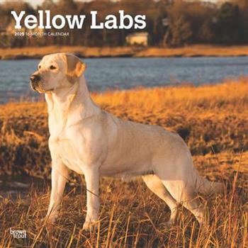 Yellow Labrador Retrievers 2025 12 X 24 Inch Monthly Square Wall Calendar Plastic-Free Yellow Labrador Retrievers 2025 12 X 24 Inch Monthly Square Wall Calendar Plastic-Free