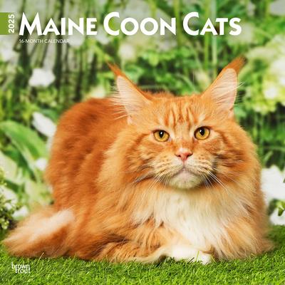 Maine Coon Cats 2025 12 X 24 Inch Monthly Square Wall Calendar Plastic-Free Maine Coon Cats 2025 12 X 24 Inch Monthly Square Wall Calendar Plastic-Free