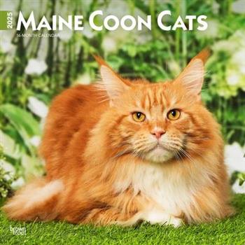 Maine Coon Cats 2025 12 X 24 Inch Monthly Square Wall Calendar Plastic-Free Maine Coon Cats 2025 12 X 24 Inch Monthly Square Wall Calendar Plastic-Free