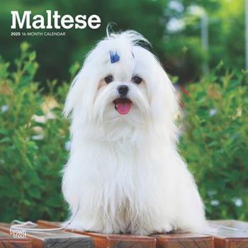 Maltese 2025 12 X 24 Inch Monthly Square Wall Calendar Plastic-Free Maltese 2025 12 X 24 Inch Monthly Square Wall Calendar Plastic-Free