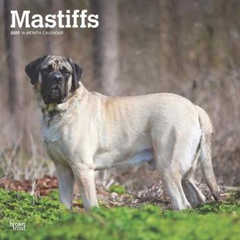 Mastiffs 2025 12 X 24 Inch Monthly Square Wall Calendar Plastic-Free Mastiffs 2025 12 X 24 Inch Monthly Square Wall Calendar Plastic-Free