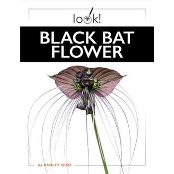 Black Bat Flower