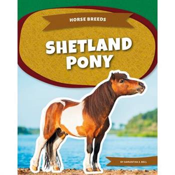 Shetland Pony