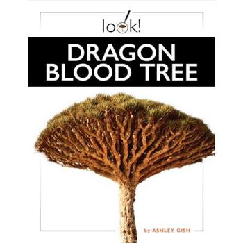 Dragon Blood Tree