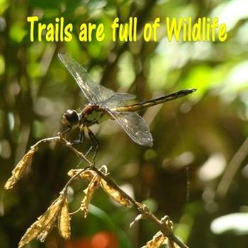 Trails are Full of Wildlife