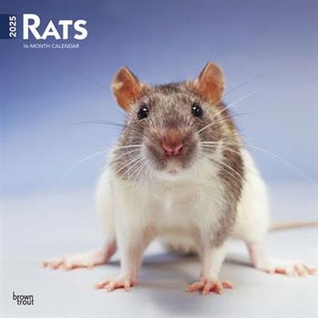 Rats 2025 12 X 24 Inch Monthly Square Wall Calendar Plastic-Free Rats 2025 12 X 24 Inch Monthly Square Wall Calendar Plastic-Free