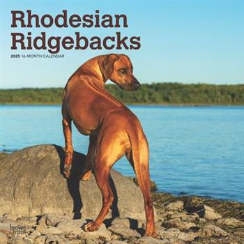 Rhodesian Ridgebacks 2025 12 X 24 Inch Monthly Square Wall Calendar Plastic-Free