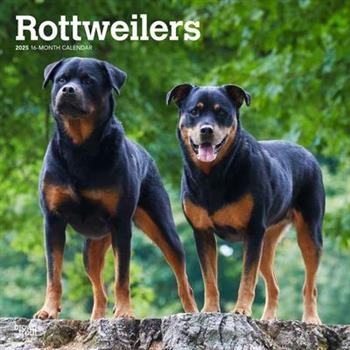 Rottweilers 2025 12 X 24 Inch Monthly Square Wall Calendar Plastic-Free Rottweilers 2025 12 X 24 Inch Monthly Square Wall Calendar Plastic-Free