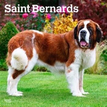 Saint Bernards 2025 12 X 24 Inch Monthly Square Wall Calendar Plastic-Free Saint Bernards 2025 12 X 24 Inch Monthly Square Wall Calendar Plastic-Free