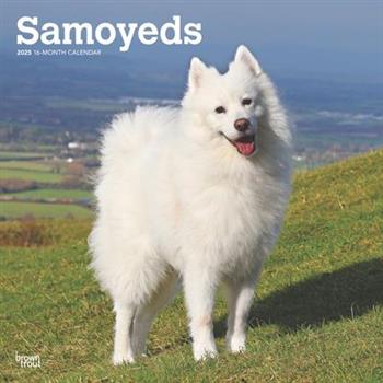 Samoyeds 2025 12 X 24 Inch Monthly Square Wall Calendar Plastic-Free Samoyeds 2025 12 X 24 Inch Monthly Square Wall Calendar Plastic-Free