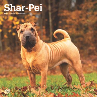 Shar Pei 2025 12 X 24 Inch Monthly Square Wall Calendar Plastic-Free Shar Pei 2025 12 X 24 Inch Monthly Square Wall Calendar Plastic-Free