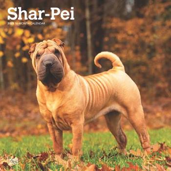 Shar Pei 2025 12 X 24 Inch Monthly Square Wall Calendar Plastic-Free Shar Pei 2025 12 X 24 Inch Monthly Square Wall Calendar Plastic-Free