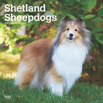 Shetland Sheepdogs 2025 12 X 24 Inch Monthly Square Wall Calendar Plastic-Free Shetland Sheepdogs 2025 12 X 24 Inch Monthly Square Wall Calendar Plastic-Free