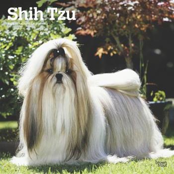 Shih Tzu 2025 12 X 24 Inch Monthly Square Wall Calendar Plastic-Free Shih Tzu 2025 12 X 24 Inch Monthly Square Wall Calendar Plastic-Free