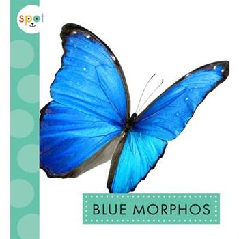 Blue Morphos
