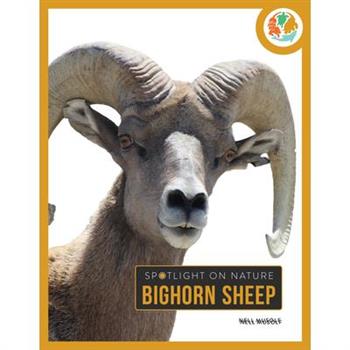 Bighorn Sheep