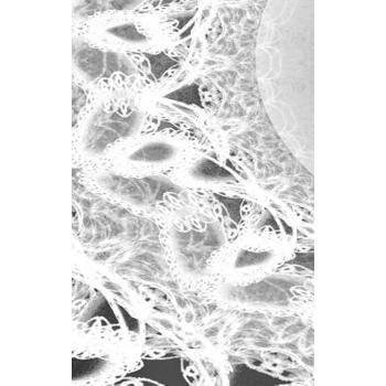 LETTERS To MYSELF JOURNAL - Black and White Wedding Lace