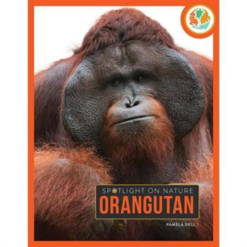 Orangutan