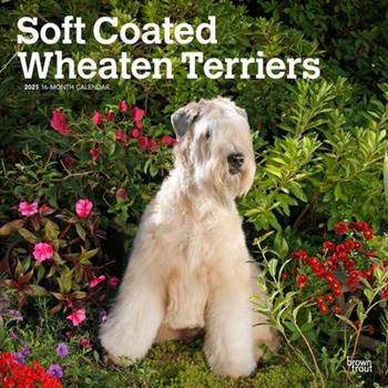 Soft Coated Wheaten Terriers 2025 12 X 24 Inch Monthly Square Wall Calendar Plastic-Free Soft Coated Wheaten Terriers 2025 12 X 24 Inch Monthly Square Wall Calendar Plastic-Free