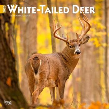 White Tailed Deer 2025 12 X 24 Inch Monthly Square Wall Calendar Plastic-Free White Tailed Deer 2025 12 X 24 Inch Monthly Square Wall Calendar Plastic-Free