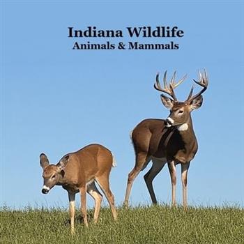 Indiana Animals and Mammals Kids Wildlife Book