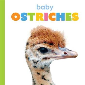 Baby Ostriches