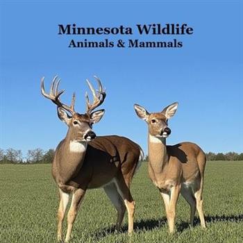 Minnesota Animals and Mammals Wildlife Book