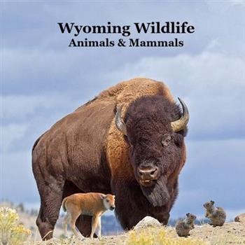 Wyoming Animals and Mammals Wildlife Book