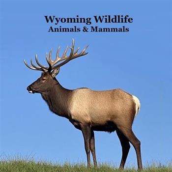 Wyoming Animals and Mammals Wildlife Book
