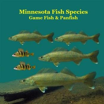 Minnesota Game Fish and Panfish Species Kids Book