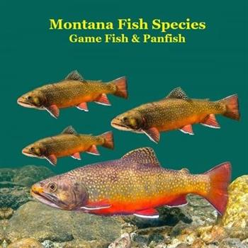 Montana Game Fish and Panfish Species Kids Book Montana Game Fish and Panfish Species Kids Book