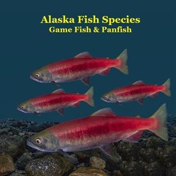 Alaska Game Fish and Panfish Species Kids Book Alaska Game Fish and Panfish Species Kids Book