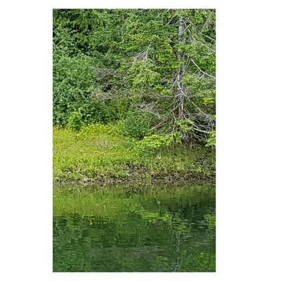 Tahsis Inlet Outlet Revival Anthology 2020 Black and white Edition