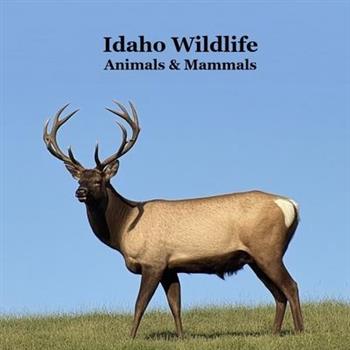 Idaho Animals and Mammals Kids Wildlife Book